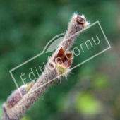 Betula nigra bourgeon terminal