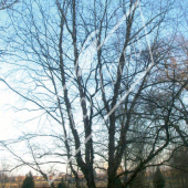 Betula nigra entier hiver