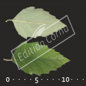 Betula nigra feuille CM