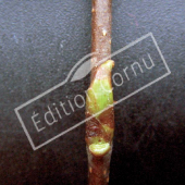 Betula pendula bourgeon axillaire