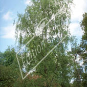 Betula pendula entier été