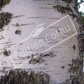 Betula pendula tronc