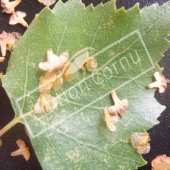 Betula pendula unité fruit