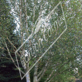 Betula utilis entier été