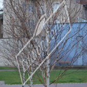 Betula utilis entier hiver