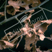 Carpinus betulus feuille hiver