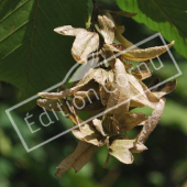 Carpinus betulus fruit