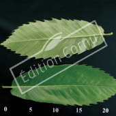 Castanea sativa CM