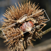 Castanea sativa fruit hiver