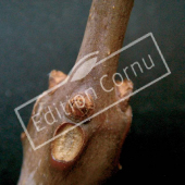 Catalpa bignonioides bourgeon axillaire