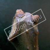 Catalpa bignonioides bourgeon terminal