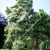 Catalpa bignonioides entier fleuri