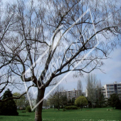 Catalpa bignonioides entier hiver