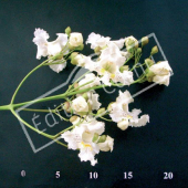 Catalpa bignonioides fleur