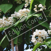 Catalpa bignonioides fleurs arbre