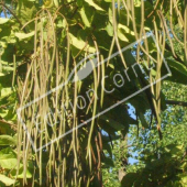 Catalpa bignonioides fruit