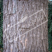 Catalpa bignonioides tronc