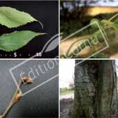 Celtis australis 4 photos