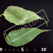 Celtis australis CM