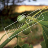 Celtis australis fruit