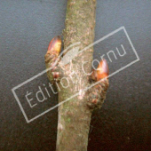 Cercidiphyllum japonicum bourgeon axillaire