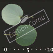 Cercidiphyllum japonicum feuille CM