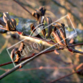 Cercidiphyllum japonicum fruit