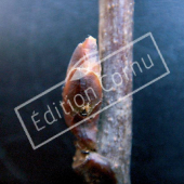 Cercis siliquastrum bourgeon axillaire