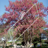 Cercis siliquastrum entier fleuri