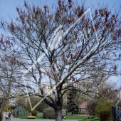 Cercis siliquastrum entier hiver