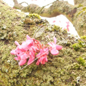 Cercis siliquastrum fleur petite tronc