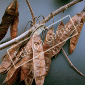 Cercis siliquastrum fruit