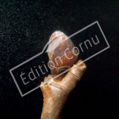 Corylus colurna bourgeon terminal