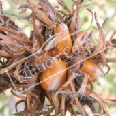 Corylus colurna fruit