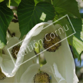 Davidia involucrata détail fleur