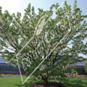 Davidia involucrata entier fleur