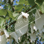 Davidia involucrata fleur