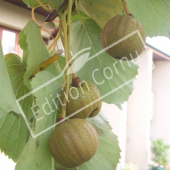 Davidia involucrata fruits