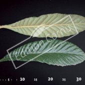 Eriobotrya japonica CM