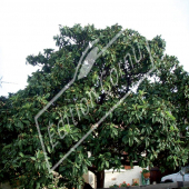 Eriobotrya japonica entier fruit