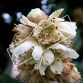 Eriobotrya japonica fleur