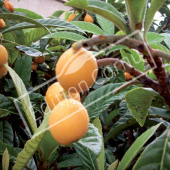 Eriobotrya japonica fruit