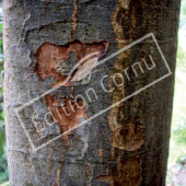 Eriobotrya japonica tronc