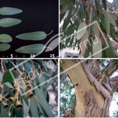 Eucalyptus gunnii 4 photos
