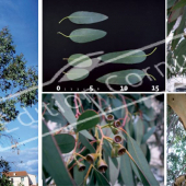 Eucalyptus gunnii 5 photos