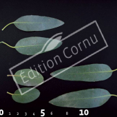 Eucalyptus gunnii CM
