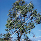 Eucalyptus gunnii entier persistant
