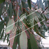 Eucalyptus gunnii rameau