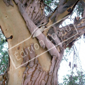 Eucalyptus gunnii tronc