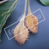 Fagus sylvatica fruit